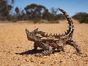 Thorny Devil in Outback Australia