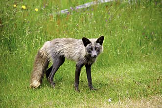Red Fox