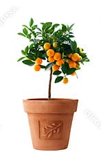 Little orange tree isolated in italy flower pot
