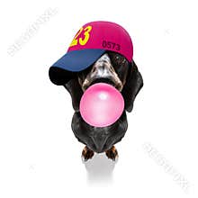 cool baseball cap urban dog