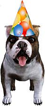 Funny Party Dog, Bulldog, Isolated