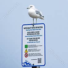 Seagull on Water Quality Notice for Bacteria Sign