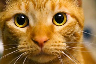 Close Up Orange Striped House Cat with Golden Eyes - Felis catus II
