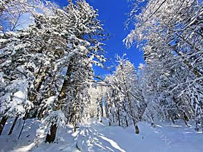Unrealistically beautiful canopies of alpine trees with fresh winter snow cover in the Swiss Alps, Schwägalp mountain pass