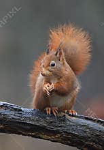 Red squirrel in a Dutch forrest
