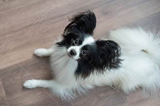 Funny shepherd dog on a dark wooden floor. Papillon dog butterfly