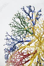 Tree of veins 2
