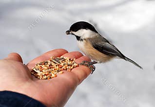 Chickadee