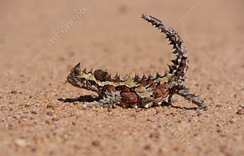 Thorny Devil in Australian outback side view