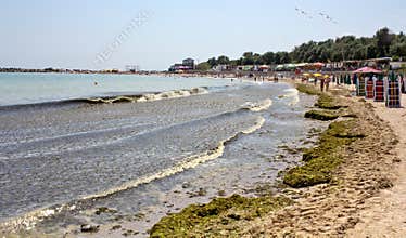 Algae invasion