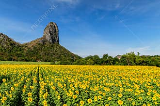 Beautiful sunflower field on summer with blue sky  at Lop buri province