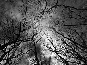 Dark Sky and Trees in January