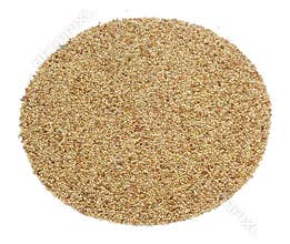 Seeds crimson clover or Italian clover, Trifolium incarnatum