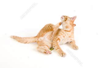 Cat scratching head
