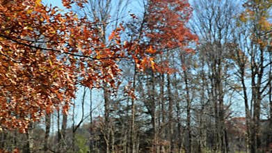 Autumn leaf colour with cinematography panning action