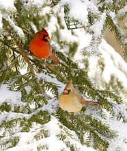 Male and female cardinal