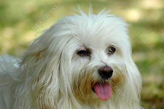 Maltese dog