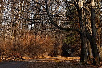 Generic vegetation in Park Slaski in Chorzow, Poland