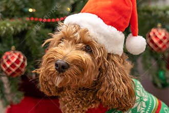 Cavapoo dog with Christmass clothes. Dog Christmas concept