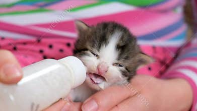Funny young cat drinks milk. Small kitty feeding.