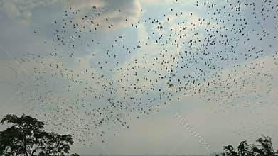Low-angle shot of a flock of barn swallows flying in the sky in autumn