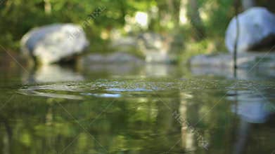 Stone falling into calm water to form splashes and ripples in the green forest