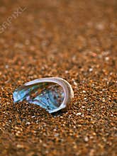 Abalone shell