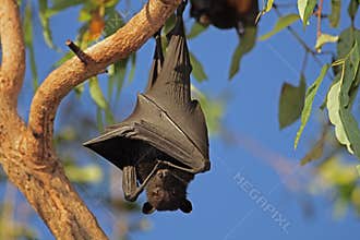Black flying-fox