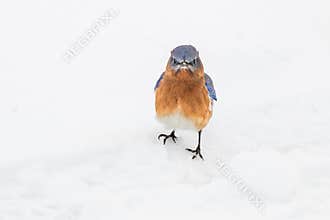 Grumpy Bluebird