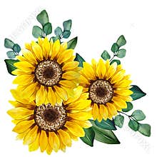 Watercolor sunflowers bouquet, hand painted sunflower bouquets, sunfower flower arrangement. Wedding invitation clipart elements.