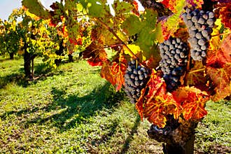 Vineyard