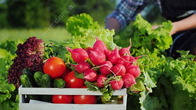 Work in the garden collects fresh vegetables. Organic farm products
