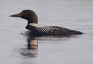 Common Loon