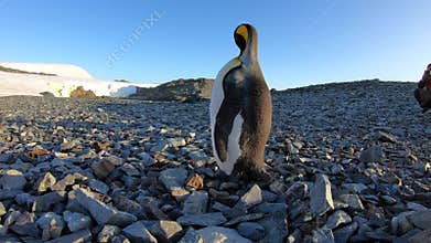 A king penguin shaking its head on a beach.