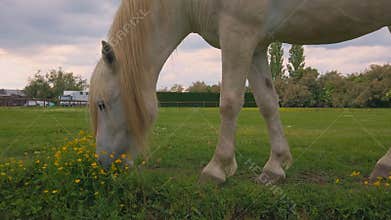 white camargue horse with long blonde mane eats grass flowers in beautiful evening sunset
