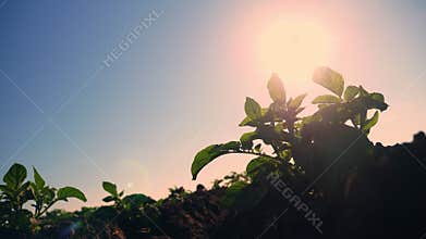Potato growing. potato bush, sprout. close-up. young green potato seedling is growing on agricultural field, in sunset