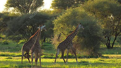 Herd of giraffes moving towards woods in african park. Scientific expedition meeting pack of mammal animals and filming