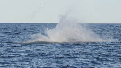 spectacular slow motion shot of a humpback whale calf leaping at merimbula in new south wales, australia