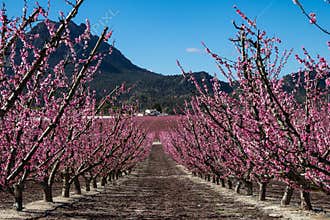 Peach blossom in Cieza, Mirador El Horno in the Murcia region in Spain