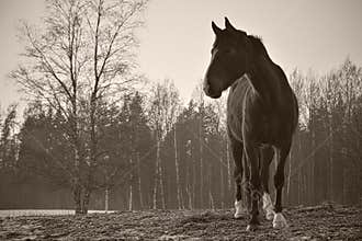 Monochrome image of portrait of beautiful black horse with white blaze.