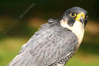 Peregrine Falcon