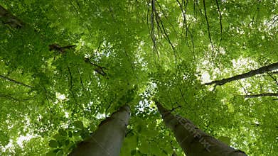 Walking through the forest. Bottom-up view. lush