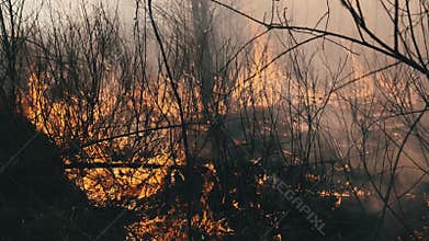 Fire in the Forest, Burning Dry Grass, Trees, Bushes, Flame and Smoke, Wildfires