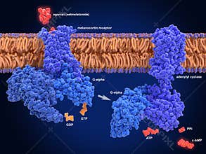 Activation of the melanocortin receptor by  an anti-obesity drug