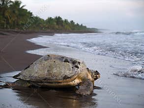 Sea turtle in Tortuguero National Park, Costa Rica
