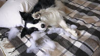 Naughty playful puppy dog border collie after mischief biting pillow lying on couch at home. Guilty dog and destroyed