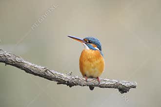Common kingfisher ( alcedo atthis)