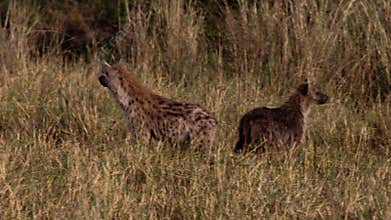 A group of spotted hyenas walking around.