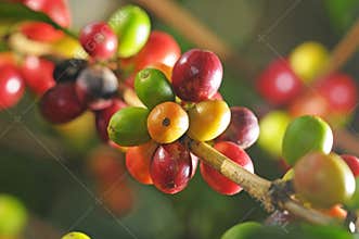 Coffee plant