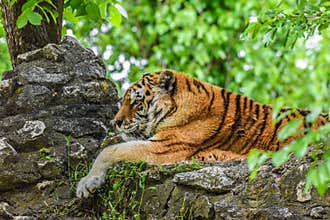Tiger relaxes on a rock - male tiger on a cliff - Shere Khan in the jungle